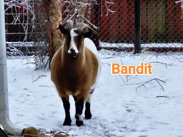 bandit