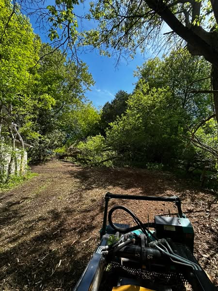Fresh forestry