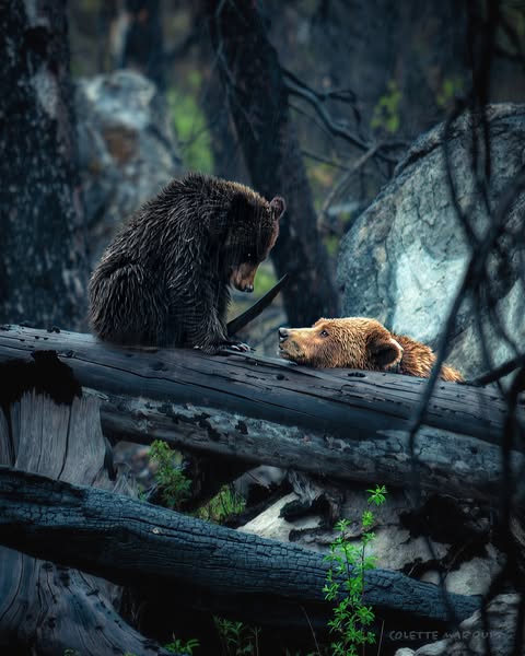 Shop for fine art prints