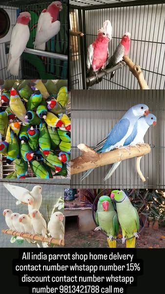 Shop Pets
