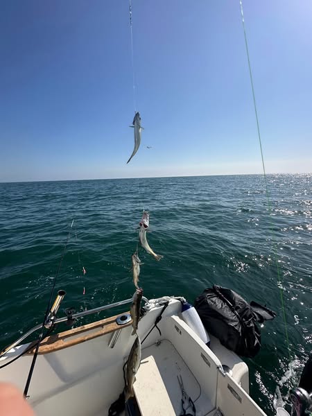 Advanced eel